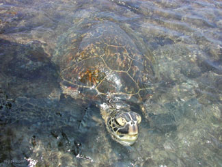 Hawaiian Green Sea Turtle emerging in Kahaluu