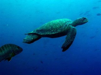 Hawaiian Green Sea Turtle in ocean depths